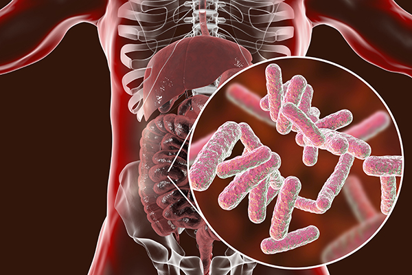 Can Gut Bacteria Treat Disease?